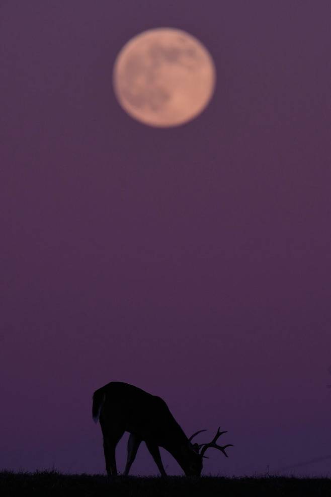 [캔자스시티=AP/뉴시스] 4일(현지 시간) 미 미주리주 캔자스시티의 한 들판에서 풀을 뜯는 사슴 위로 올해 마지막 보름달인 슈퍼문이 떠오르고 있다. 2025.12.05.