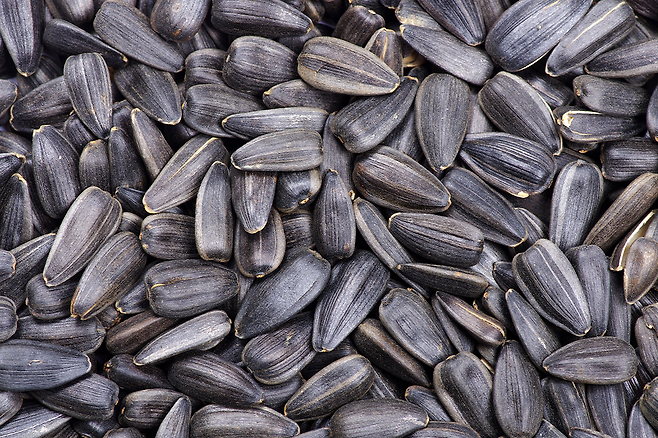 해바라기씨