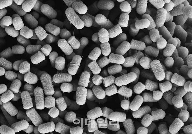 HY7714, 주사전자현미경(SEM), 2만5000배 비율 (사진=hy)