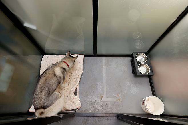 대형견들의 견사는 가로 2m가 넘는 넉넉한 크기다. 장진영 기자