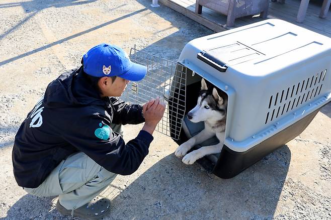 송대표가 캐나다 입양이 확정된 라우와 캔넬 교육을 하고 있다. 장진영 기자