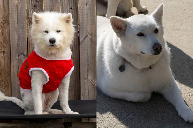 예트/남아/3살/28kg.견주가 이사하며 원룸에 버리고가서 5개월 넘게 방치되있었다. 고관절이 좋지 않아 수술을 했고 재활중에 있다. 쓰다듬어줄때 가장 편안한 표정을 짓는다(왼쪽). 캐스퍼/여아/4살/20kg. 어미, 형제들과 한강변에 방치되어 있다가 구조되었다. 어미와 다른 형제들은 모두 입양갔지만 소심한 성격이라 혼자 남겨졌다. 급하게 만지려하면 도망가지만 조용히 다가와 애교를 부리기도해 ‘그림자’라는 별명으로 불린다. 장진영 기자