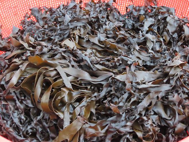 울릉도 연안에서 채취한 대황.