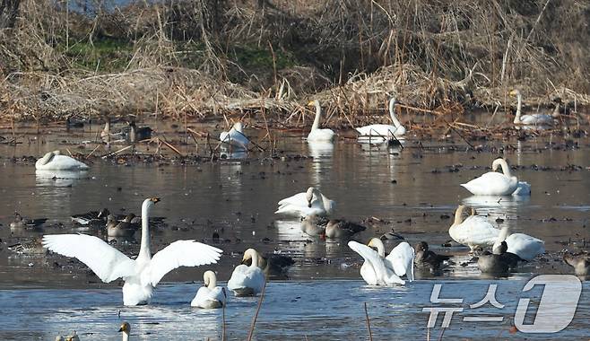 초겨울 날씨를 보인 8일 경기 광주시 퇴촌면 경안천습지생태공원에서 겨울철새 큰고니가 먹이활동을 하고 있다. 2025.12.8/뉴스1 ⓒ News1 김영운 기자
