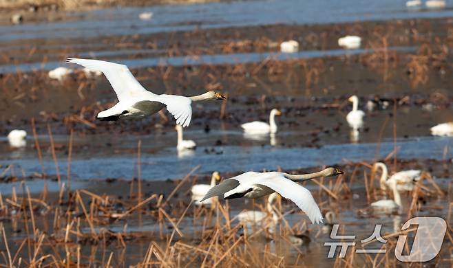 초겨울 날씨를 보인 8일 경기 광주시 퇴촌면 경안천습지생태공원에서 겨울철새 큰고니가 먹이활동을 하고 있다. 2025.12.8/뉴스1 ⓒ News1 김영운 기자