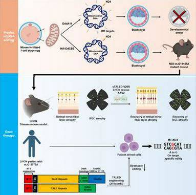 미토콘드리아 유전질환 레버시신경위축증(LHON)의 원인인 MT-ND4 유전자 변이(G11778A)를 그대로 모사한 생쥐 모델. 연구팀은 AAV 기반 TALED 유전자 교정 기술로 생쥐 모델과 환자 유래 세포에서 변이된 mtDNA를 교정해 유전자 교정 치료 가능성을 실험적으로 입증했다./사진=고려대 의료원 제공