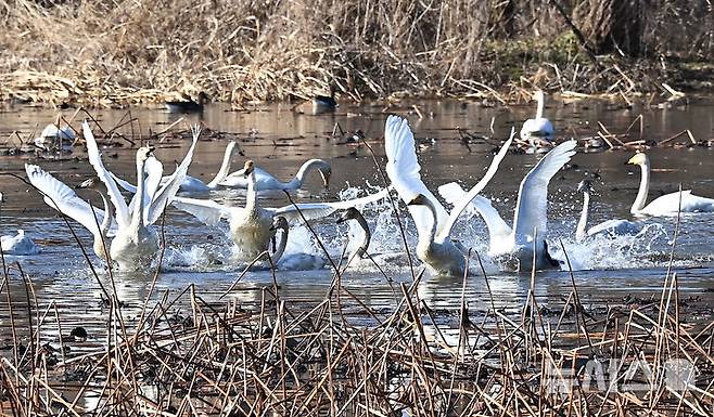 [경기광주=뉴시스] 김종택 기자 = 8일 경기 광주시 경안천습지생태공원에서 천연기념물 제201-1호 큰고니(백조)들이 힘찬 날개짓을 하고 있다. 2025.12.08. jtk@newsis.com