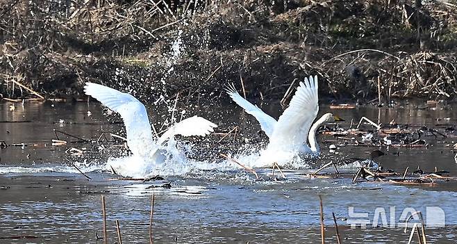 [경기광주=뉴시스] 김종택 기자 = 8일 경기 광주시 경안천습지생태공원에서 천연기념물 제201-1호 큰고니(백조)들이 힘찬 날개짓을 하고 있다. 2025.12.08. jtk@newsis.com