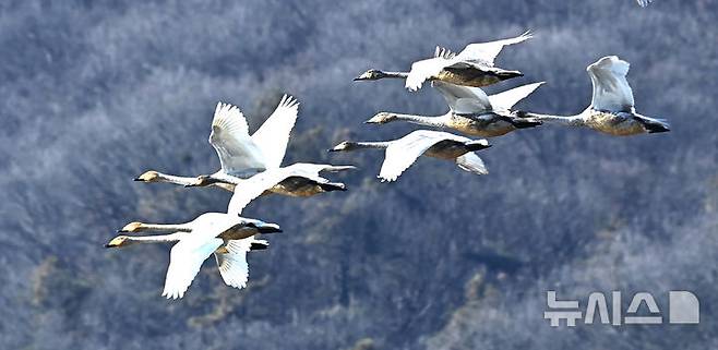 [경기광주=뉴시스] 김종택 기자 = 8일 경기 광주시 경안천습지생태공원에서 천연기념물 제201-1호 큰고니(백조)들이 비상하고 있다. 2025.12.08. jtk@newsis.com