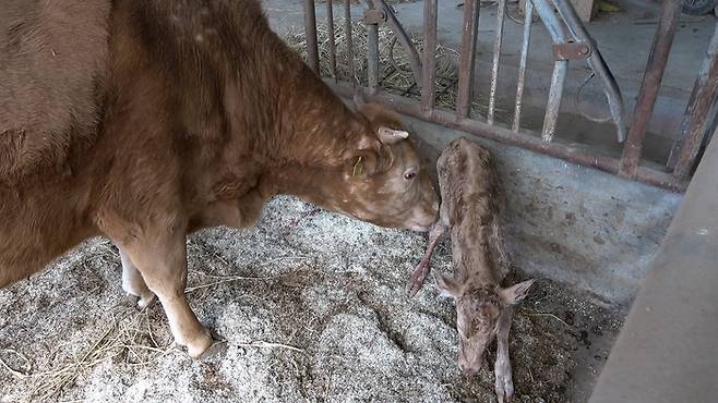 상월평마을의 한 축사에서 송아지가 갓 출생했다.