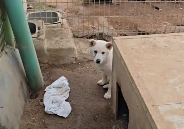 오는 31일 폐쇄가 예정된 인천 계양구 소재 인천시수의사회 동물보호소의 모습. 이곳의 70마리 동물들이 곧 안락사 처분된다는 이야기가 지역사회에 최근 제기됐다. 동물보호단체 '더가치할개' 제공
