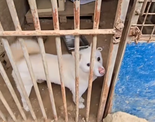 오는 31일 폐쇄를 앞둔 인천 계양구의 인천시수의사회 동물보호소. 이곳의 개들의 위탁처가 정해지지 않으면 오는 27일 안락사가 진행될 예정이다. 동물보호단체 '더가치할개' 제공