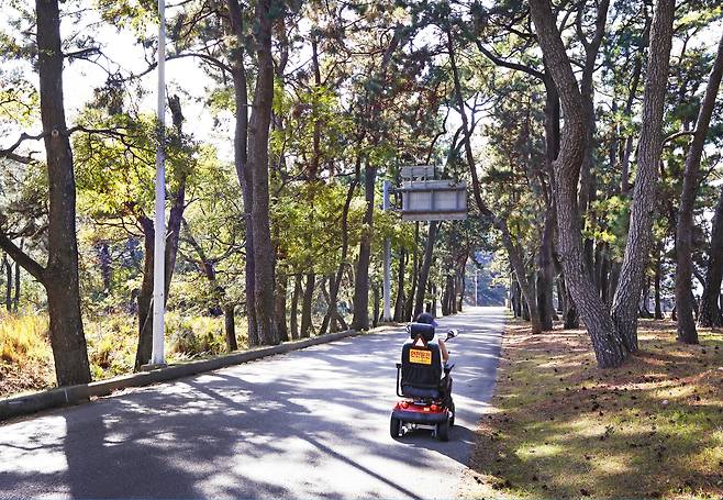 A person in a wheelchair travels along the pine-lined Sutanjang road on Sorok Island in Goheung County, South Jeolla, once used for monthly reunions between leprosy patients and their children. [PARK SANG-MOON]