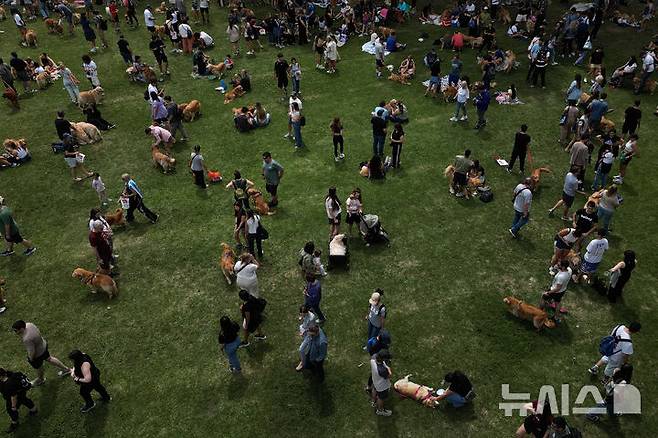 [부에노스아이레스=AP/뉴시스] 8일(현지 시간) 아르헨티나 부에노스아이레스 팔레르모 공원에서 열린 세계에서 가장 많은 골든 리트리버가 한자리에 모이는 세계 기록 도전 행사에 참가한 참가자들이 반려견과 산책하고 있다. 2025.12.09.