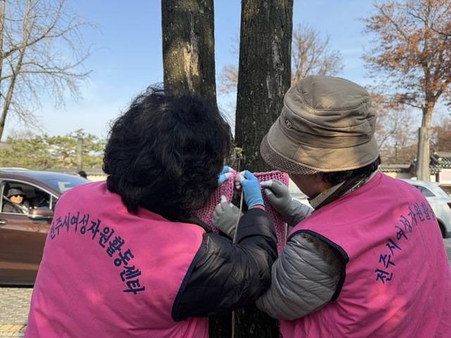 전주시자원봉사센터의 ‘나무야, 안아 줄게! 트리허그’ 사업에 함께하는 전주시여성자원활동센터 자원봉사자들이 10일 오전 전주 한옥마을 태조로에서 나무에 뜨개 옷을 입히고 있다. 박현우 기자