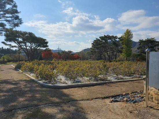 산청군 목면시배유지 내 목화밭