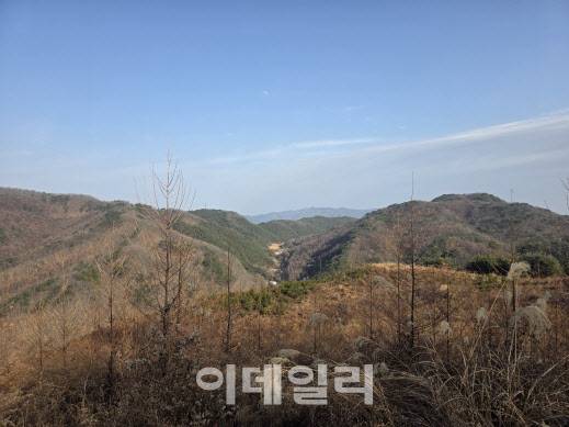 경북 영덕의 창수 전시림 전경. (사진=박진환 기자)