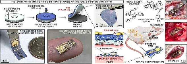 형상 변형 가능한 초박막 이중층 트랜지스터(THIN-OECT)를 통한 생체신호 증폭. 연구진 제공