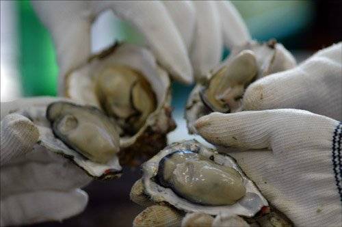 [통영=뉴시스]최운용 기자 = 2012년 10월5일 경남 통영시 용남면 한 굴까기 공장에서 작업자들이 생굴을 보여주고 있다. 사진은 본 기사와 직접적 관련 없음. yong4758@newsis.com /사진=뉴시스
