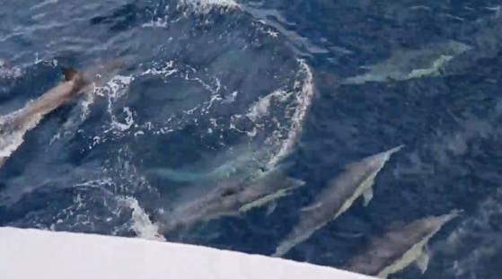 고래바다여행선이 고래뗴를 목격한 모습. 사진 울산 남구