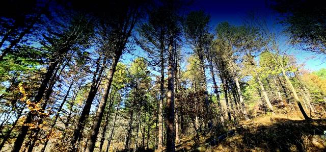 1977년 춘성군(현재 춘천시) 서면 안보·당림지구에 조성된 전국 최초의 대단위 경제림단지.&nbsp;