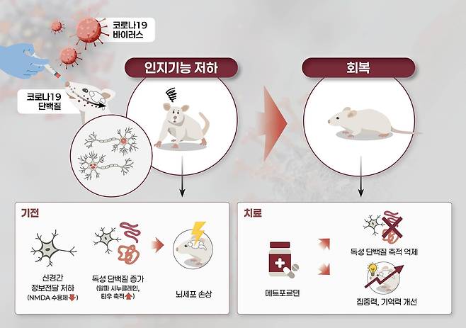 An illustration showing how the COVID-19 virus affects nerve cells (left) and the potential treatment method tested in mice (KDCP)