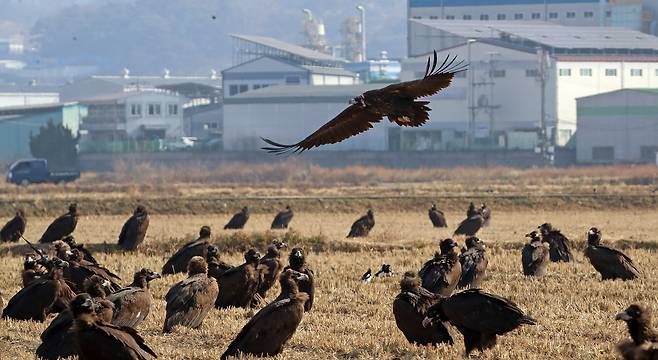 Cinereous Vultures (Natural Monument No. 243-1) rest in a field near Hwapocheon Wetland Ecological Park in Hallim-myeon, Gimhae, South Gyeongsang, after feeding on Dec. 10. The park operates a vulture feeding zone every Wednesday and Saturday until late February to where visitors can feed the migratory birds from Mongolia. [NEWS1]
