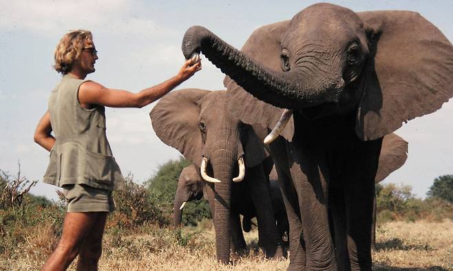영국 동물학자 이언 더글러스-해밀턴(1942∼2025) 박사가 코끼리에게 공을 건네자 코끼리가 코로 받고 있다. SNS 캡처