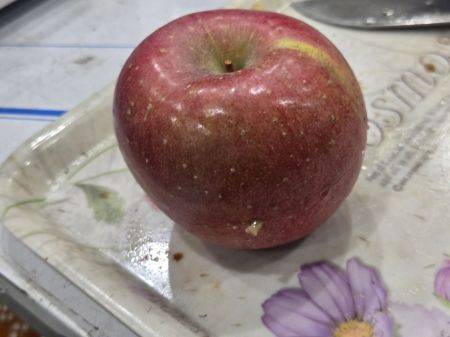 지난 2일 오후 선별기를 통해 찾아낸 속이 썩은 사과. 주상돈 기자