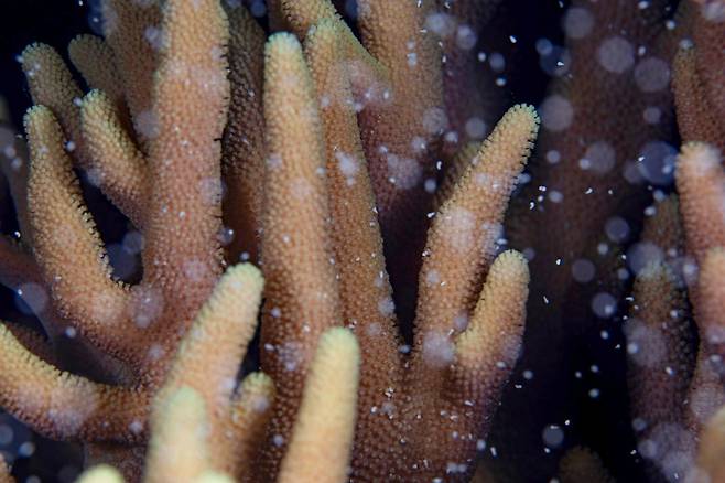 생명과 축복의 수중 눈보라.. 호주 퀸즈랜드 주 그레이트 베리어 리프 산호 산란 모습