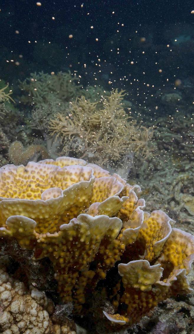 호주 그레이트베리어리프 산호 산란