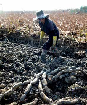 한 작업자가 진흙 속에서 연근을 수확하고 있다.