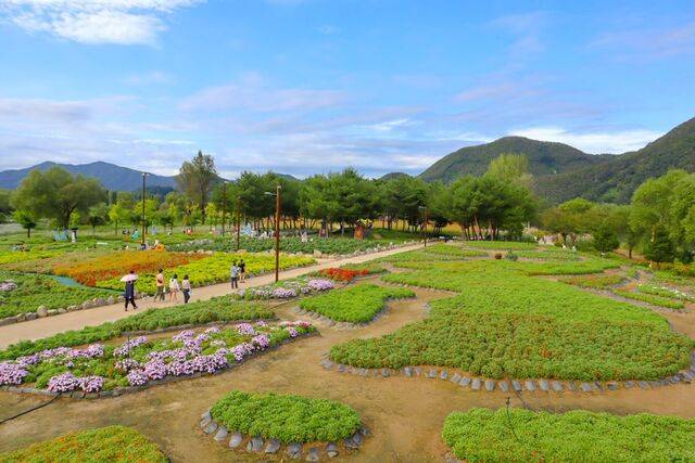 경기 가평은 자라섬 일원에서 10월13일부터 30일까지 ‘2025 자라섬 꽃 페스타’를 진행했다. 가평 공식블로그