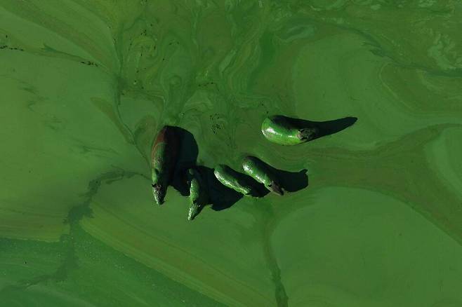 2월 13일, 수력 발전 댐으로 만들어진 아르헨티나 인공 호수 살토 그란데 호수에서 세계에서 제일 큰 설치류인 카피바라들이 녹색 페인트를 풀어 놓은 것 같은 녹조를 온몸에 뒤집어 쓴 채 이동하고 있다. 살토 그란데/AFP 연합뉴스