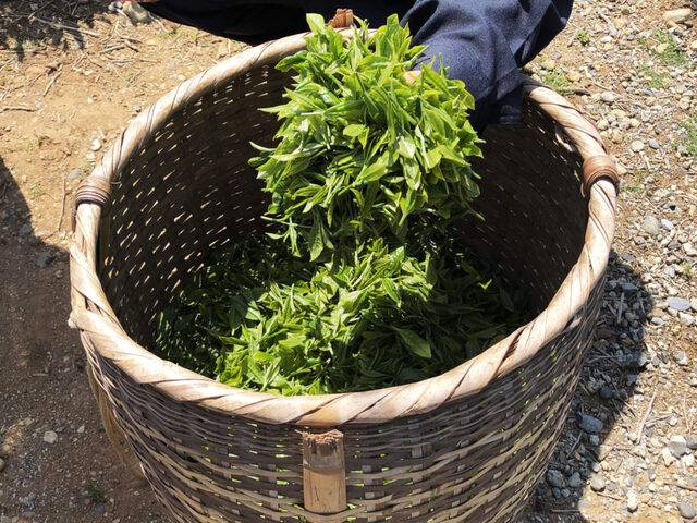일본 교토의 차 수확 모습. 일본차생산협회(Global Japanese Tea Association)