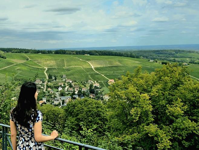 상세르 포도밭 전경. 최현태 기자