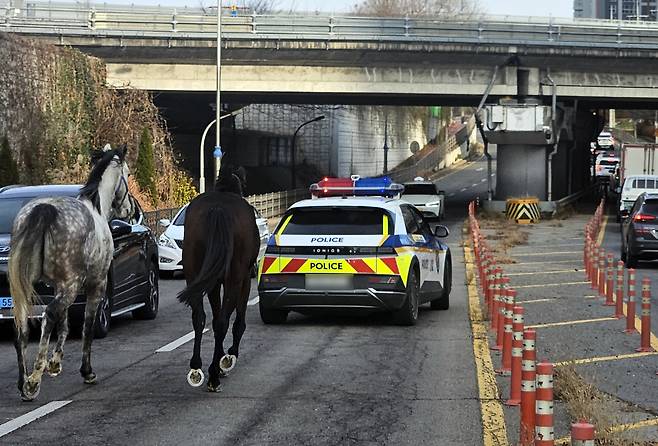 마구간 탈출한 말들 [독자 제공. 재판매 및 DB 금지]