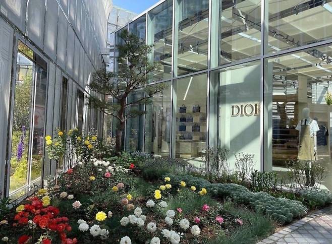 디올 성수점의 정원. 디자이너 디올이 사랑했던 장미, 라벤더 등 원예종과 소나무, 모란, 작약 등 한국 식물들을 함께 심었다./조경설계 서안