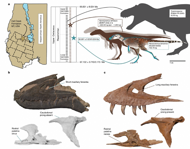 a는 미국 몬태나주 헬크릭층에서 발굴된 NCSM 40000 화석의 위치(황토색 별표)와 세 종의 상대적 크기 비교를 나타낸다. 나노티라누스 란센시스(청록색)는 703.78kg, 나노티라누스 레테우스(갈색)는 약 1200kg, 티라노사우루스(회색)는 8223kg으로 추정된다. 나노티라누스는 다 자라도 티라노사우루스의 10분의 1 수준이다. b는 나노티라누스 란센시스, c는 나노티라누스 레테우스(제인)의 두개골이다. 네이처 제공