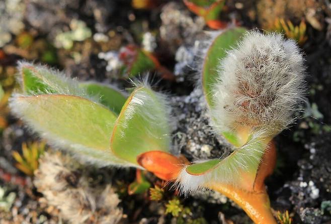 북극버들의 잎은 윤기가 흐르고, 솜털처럼 맺힌 씨앗은 바람을 타고 날아갈 준비를 하고 있다. Richard Collier