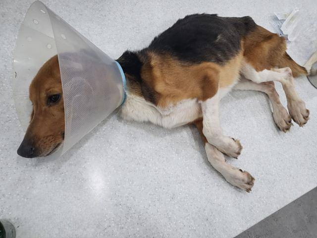 동물용 의약품 연구소가 관리했던 실험 비글. 갈비뼈가 드러날 정도로 말라 있다. 비글구조네트워크 제공