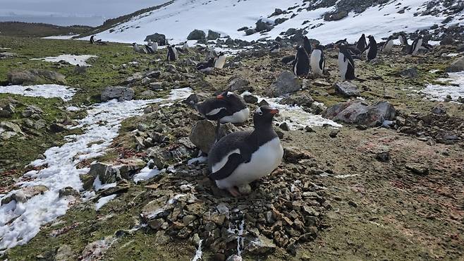 ▲ 젠투펭귄은 보통 10월에 2개의 알을 낳는다