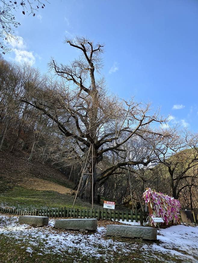보석사 천년 은행나무.
