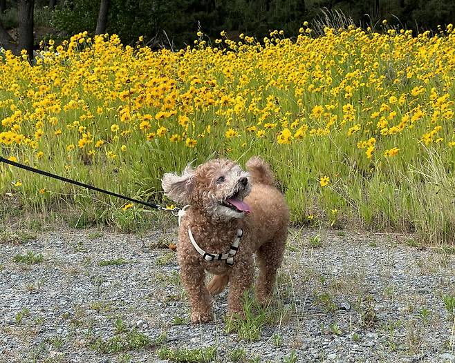 어기구 국회의원 반려견 '어수선'(의원실 제공) ⓒ 뉴스1