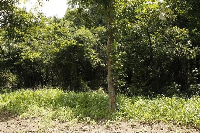홍수로 휩쓸려 간 집터에는 잡초만 무성히 남았다. 어린이과학동아 제공&nbsp;