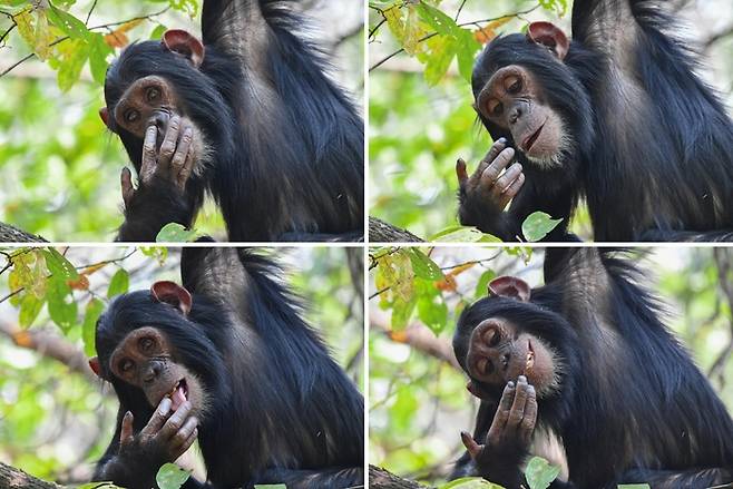 포트폴리오부문 우승작 'Digging for Gold'. 사진=Maggie Hoffman / Nikon Comedy Wildlife Awards 2025