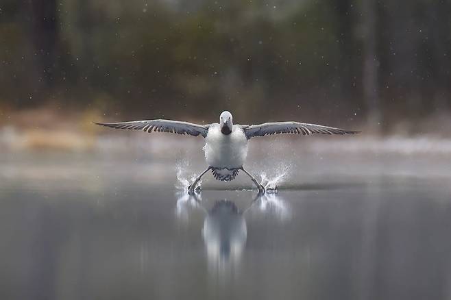'Landing Gear Down'. 사진=Erkko Badermann / Nikon Comedy Wildlife Awards 2025 Erkko Badermann