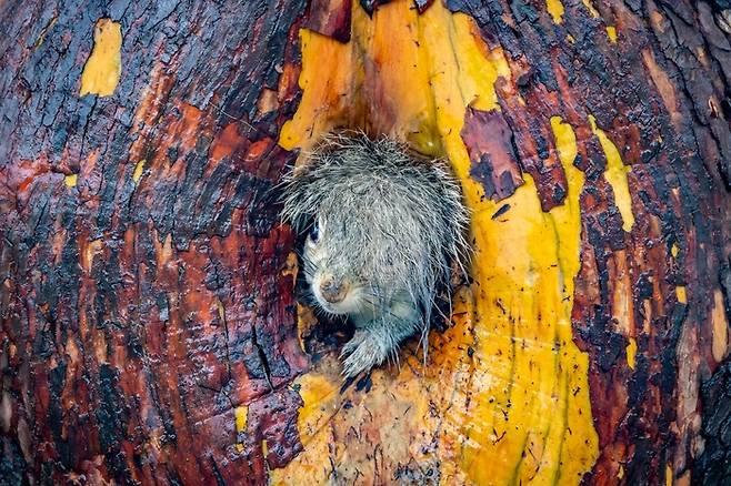 'Bad Hair Day'. 사진=Christy Grinton / Nikon Comedy Wildlife Awards 2025