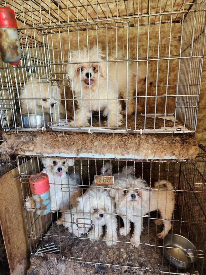 2023년 5월 동물생산업 허가없이 개 번식장을 운영한 A씨(36)가 합동 단속에 적발됐다. 뉴스1
