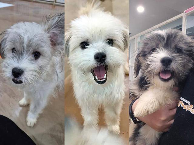 재개발 지역 과잉다두사육 환경에서 구조된 강아지들이 평생 가족을 기다리고 있다. 결이(왼쪽부터), 솔이, 강이. 팅커벨프로젝트 제공